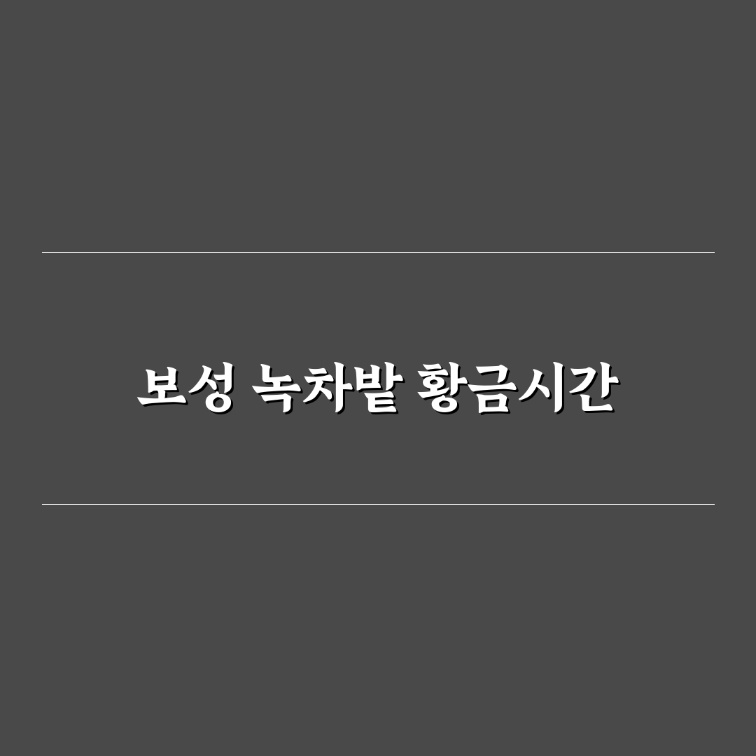 보성 녹차밭 인생샷 포인트와 방문 시간 꿀팁 정리