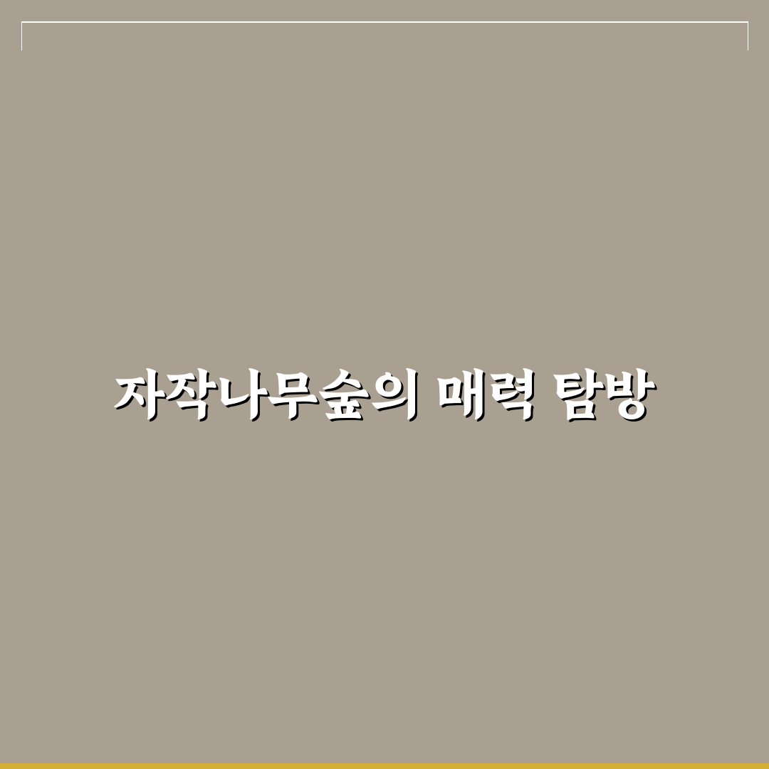 인제 자작나무숲 등산로 코스와 준비물 꿀팁 정리