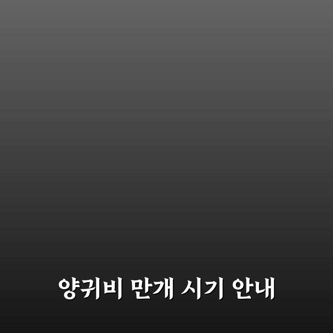 함안 악양뚝방길 양귀비 개화 시기와 포토존 꿀팁 정리
