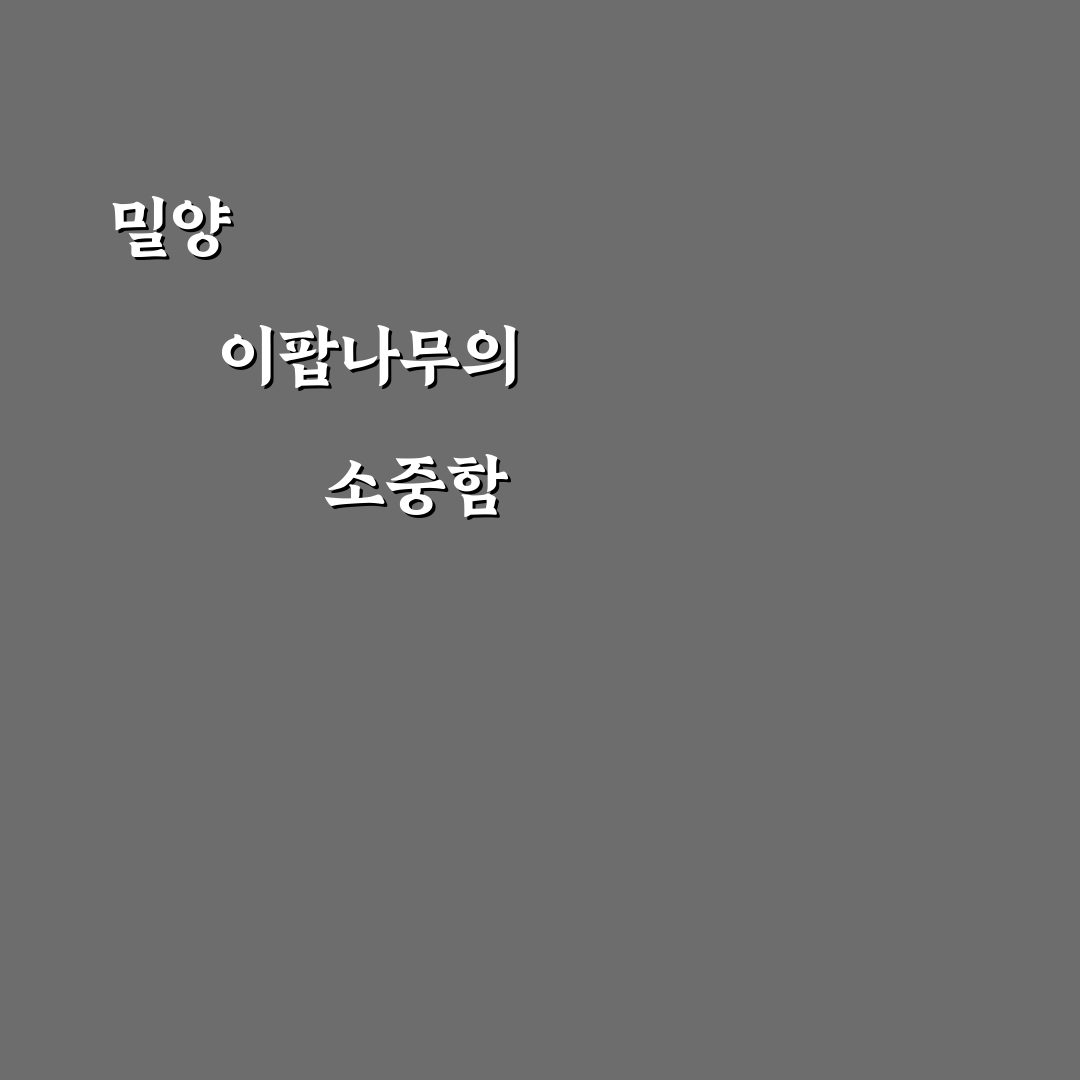 밀양 이팝나무 군락지 방문 전 체크포인트 5가지 분석