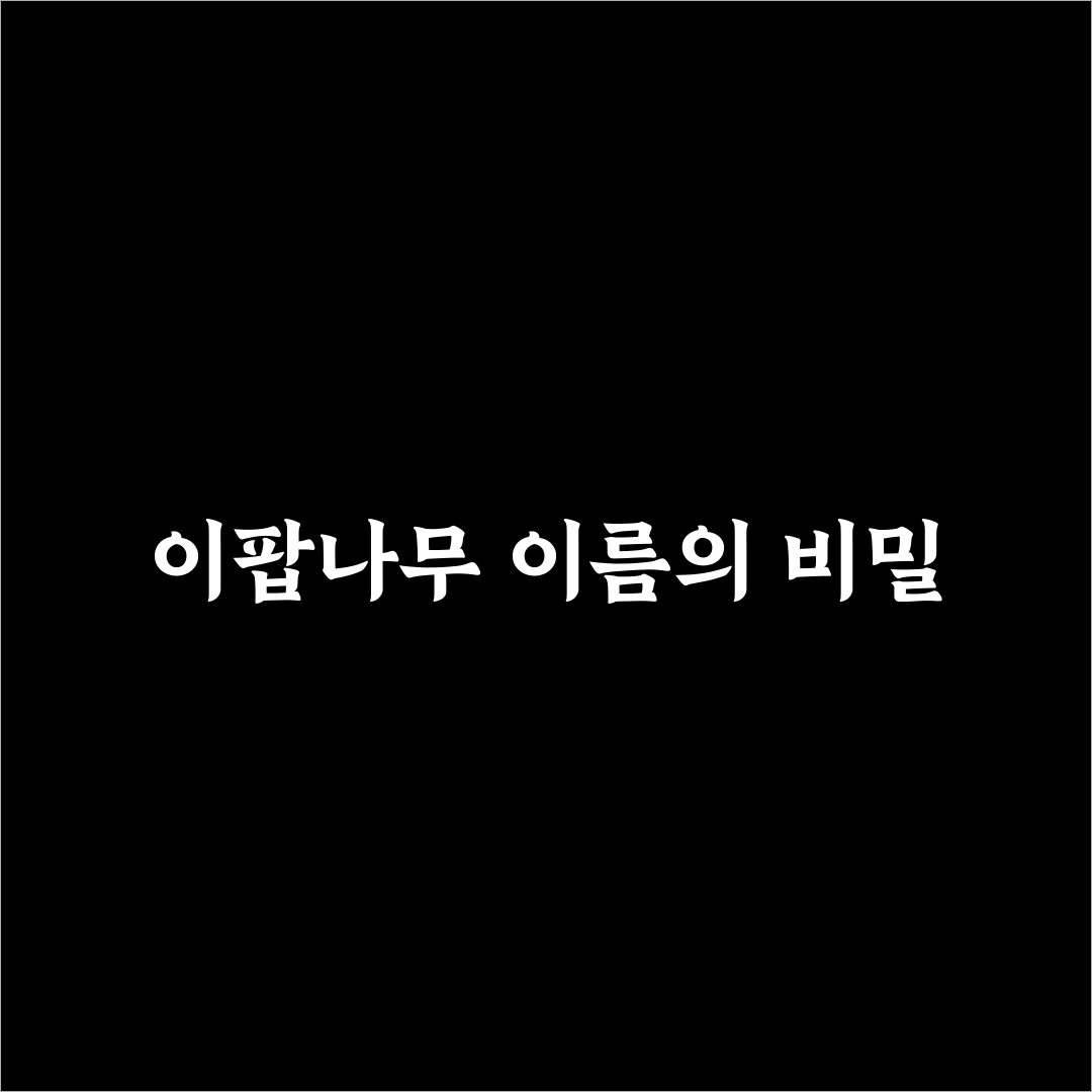 이팝나무 어원 직접 알아보니 뜻이 흥미로웠던 이유
