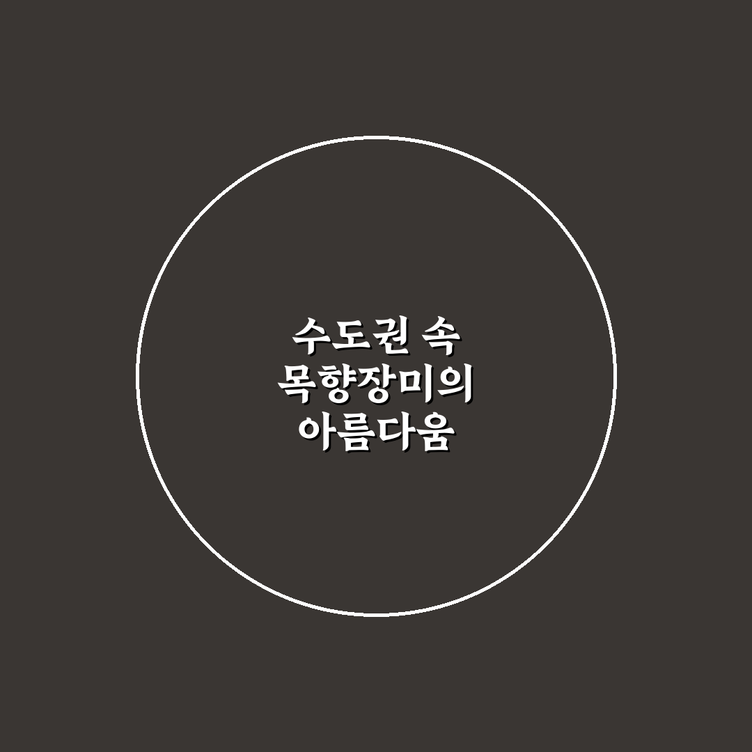 수도권 목향장미 재배 방법과 꿀팁 알려드려요