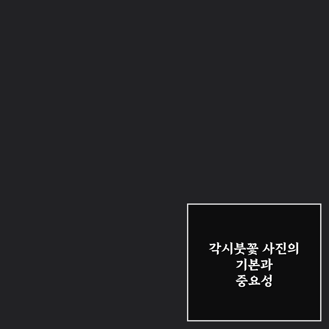 각시붓꽃 포토 촬영 꿀팁과 아름다운 사진 정리