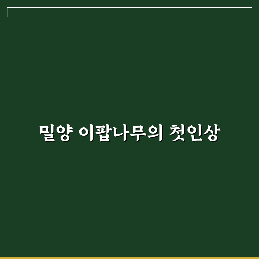 밀양 이팝나무 명소 방문 후기, 봄날 풍경은 어땠나
