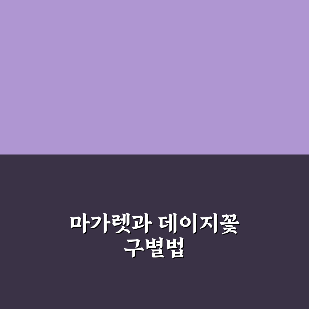 마가렛과 데이지 꽃차이 비교와 5가지 체크포인트 분석
