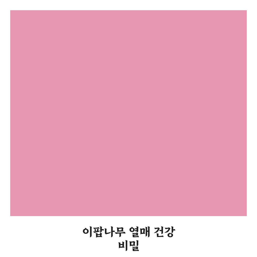 이팝나무 열매효능과 활용 꿀팁 쉽게 알려드려요