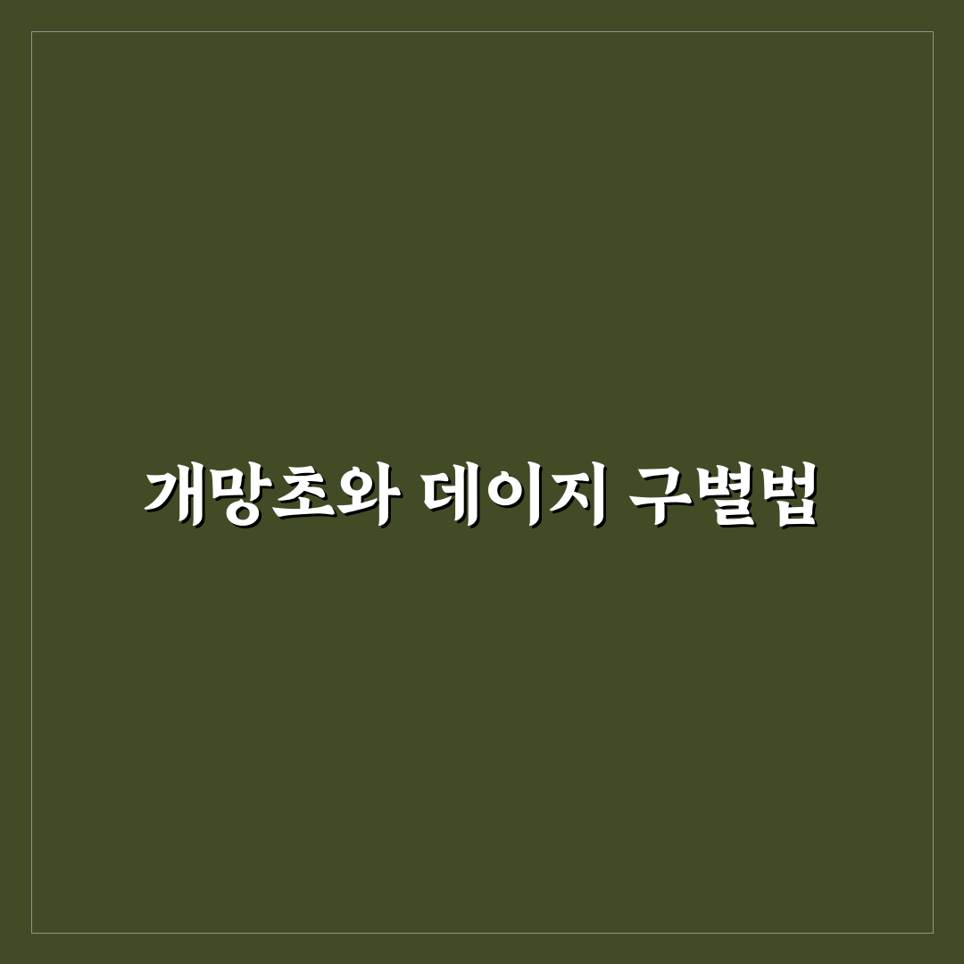 개망초 데이지 차이 쉽게 비교한 추천 정보